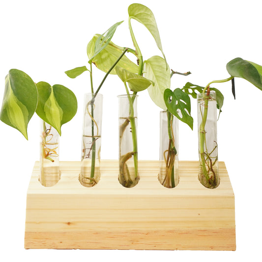 5-Tube slanted Wooden Propagation Station – Modern Plant Cutting Display