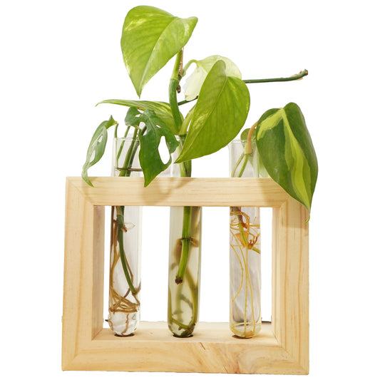 3-Tube Wooden Frame Propagation Station – Window Style Plant Holder