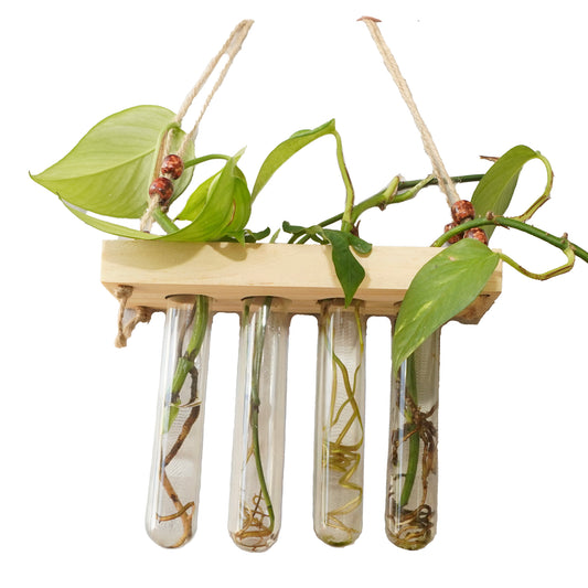 Test tubes with plants on a wooden holder against a white background