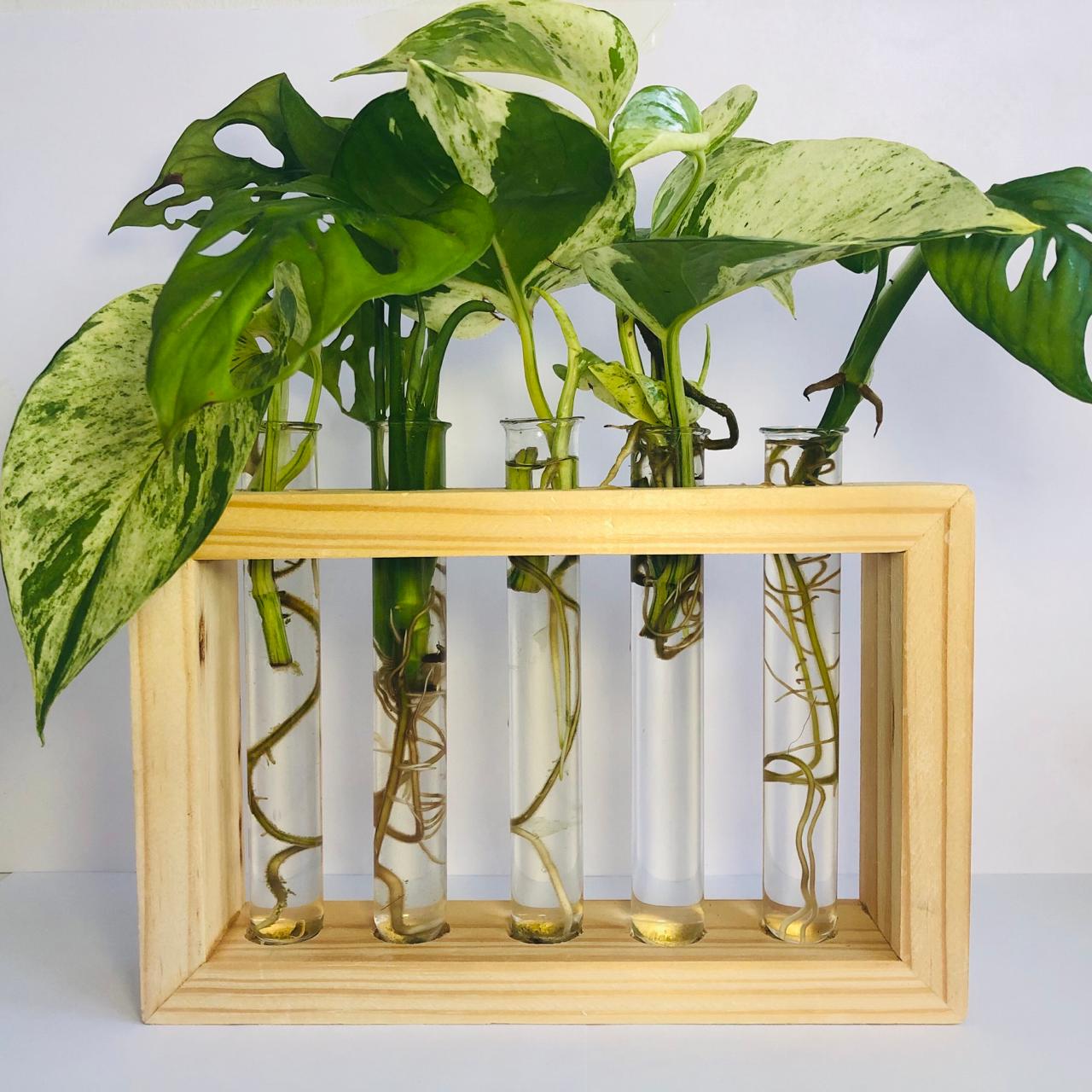 5-Tube Wooden Frame Propagation Station – Window Style Plant Holder