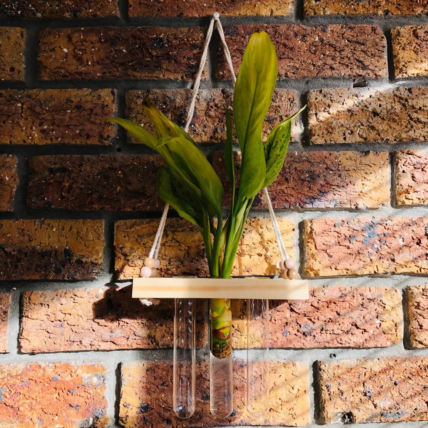 3-Tube Hanging Propagation Station – Hanging Wooden Plant Holder