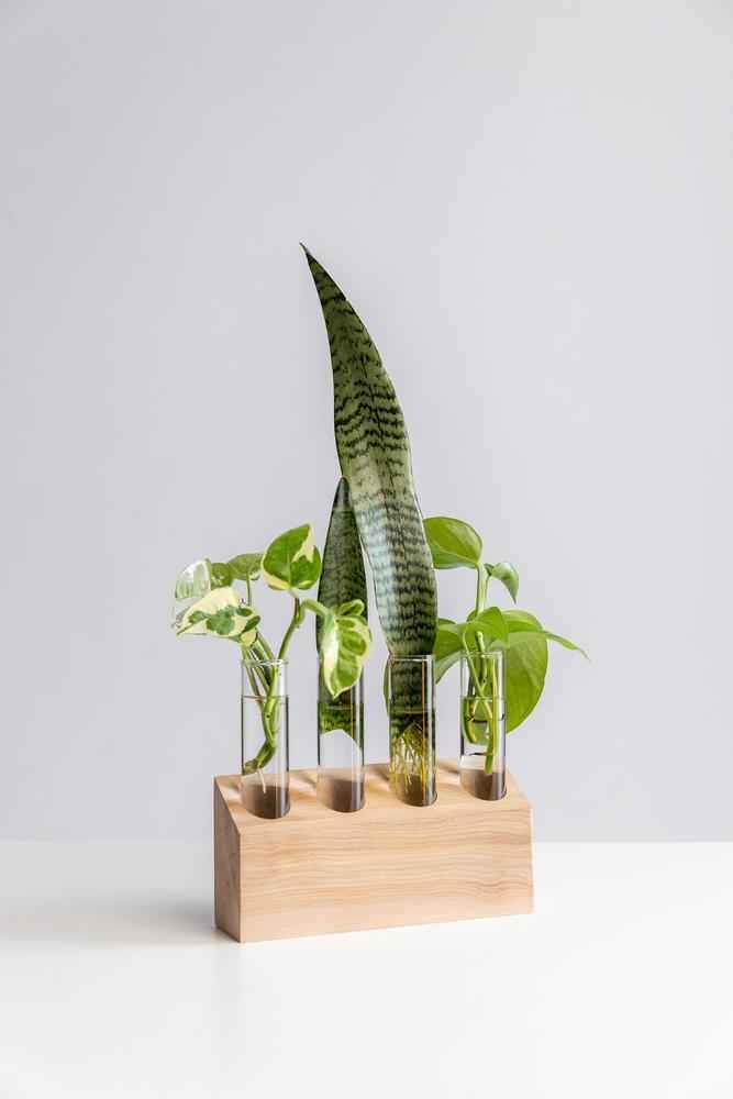 5-tube slanted propagation stand displaying pothos and philodendron cuttings in water