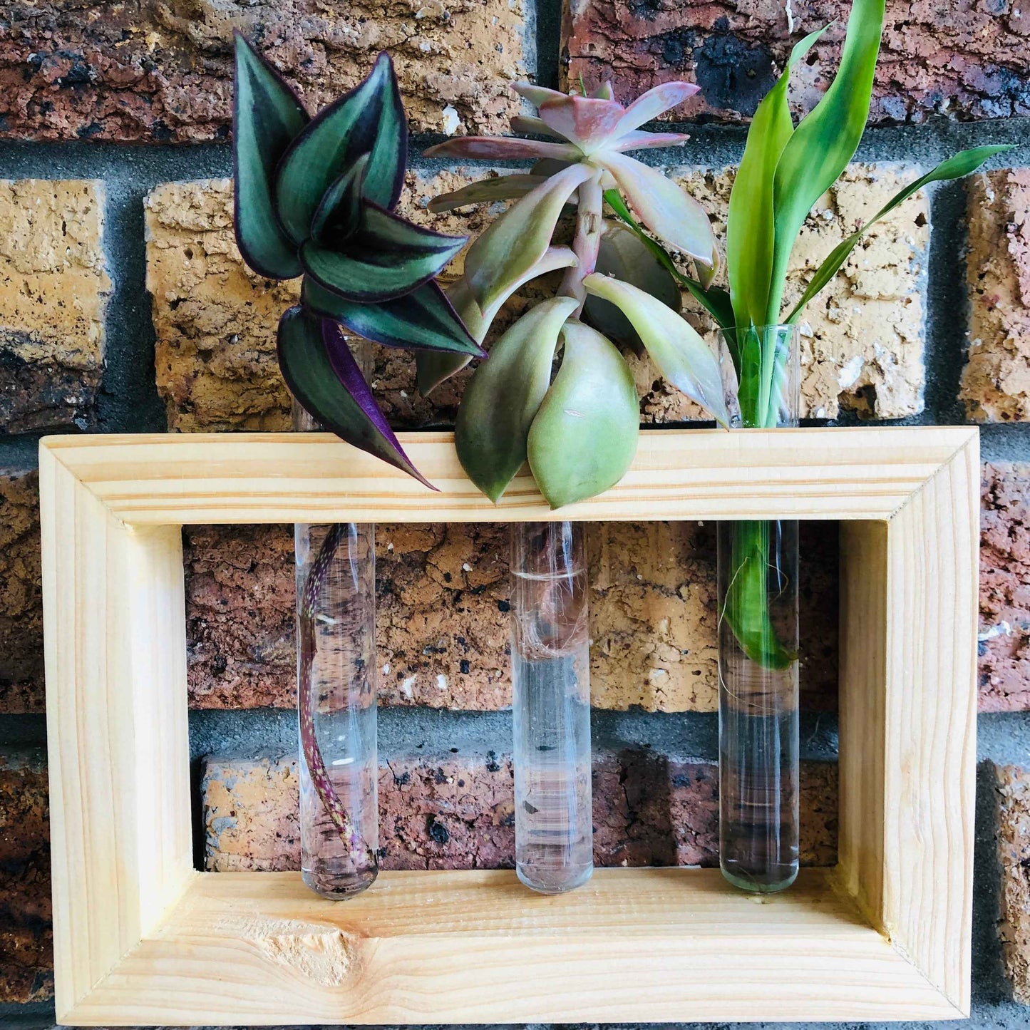 Window-style propagation station displaying monstera and pothos cuttings in clear glass vases