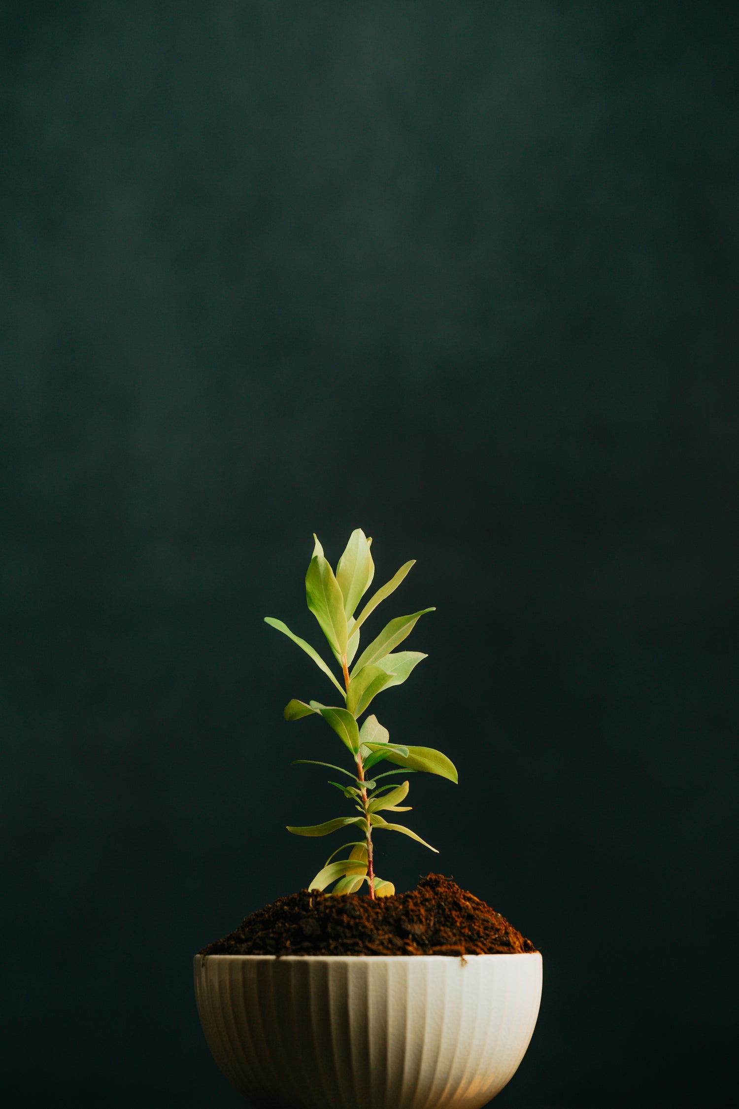 The Natural Bloom Hanging Small Plant Image 1
