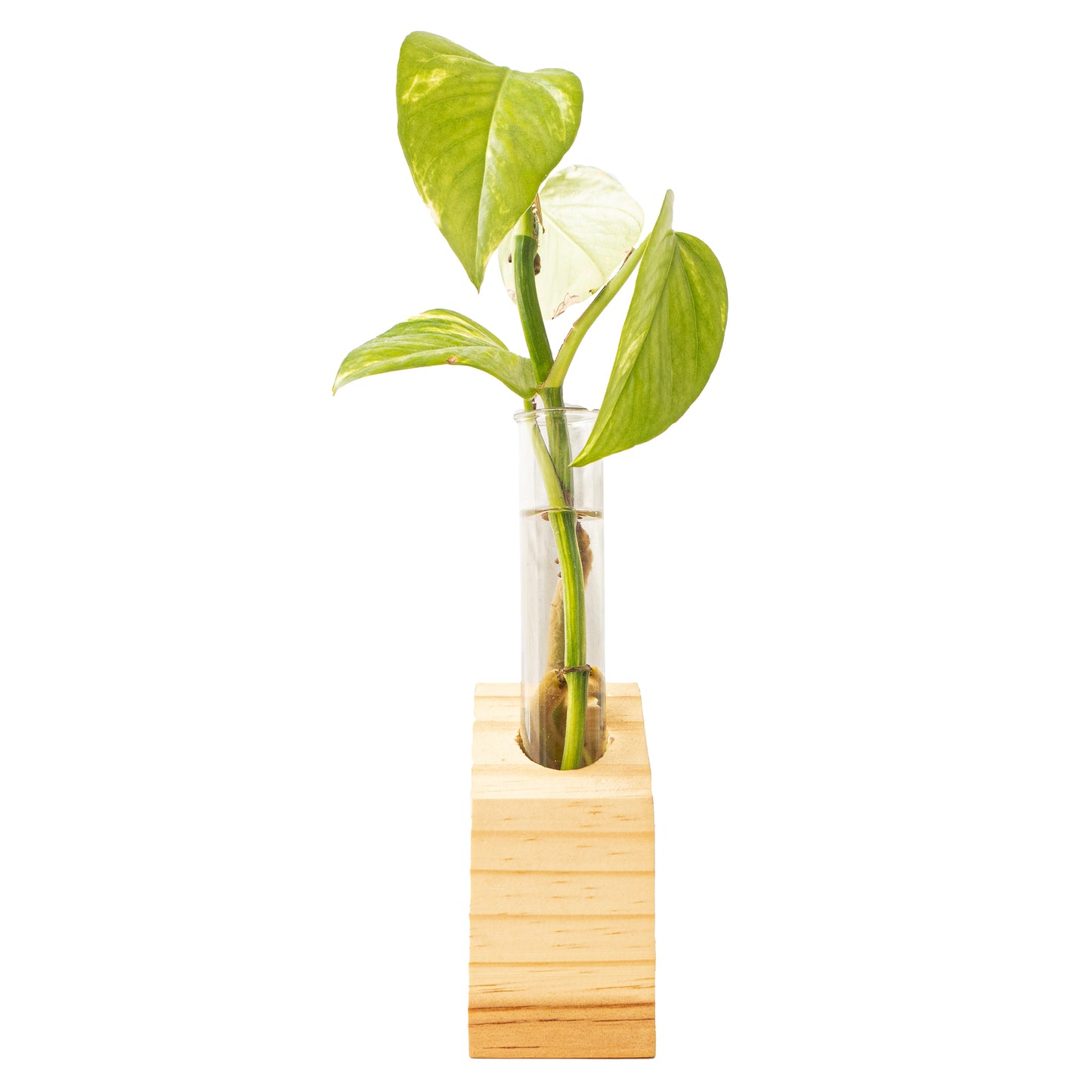 Single-Tube slanted Wooden Propagation Station – Minimal Plant Cutting Holder