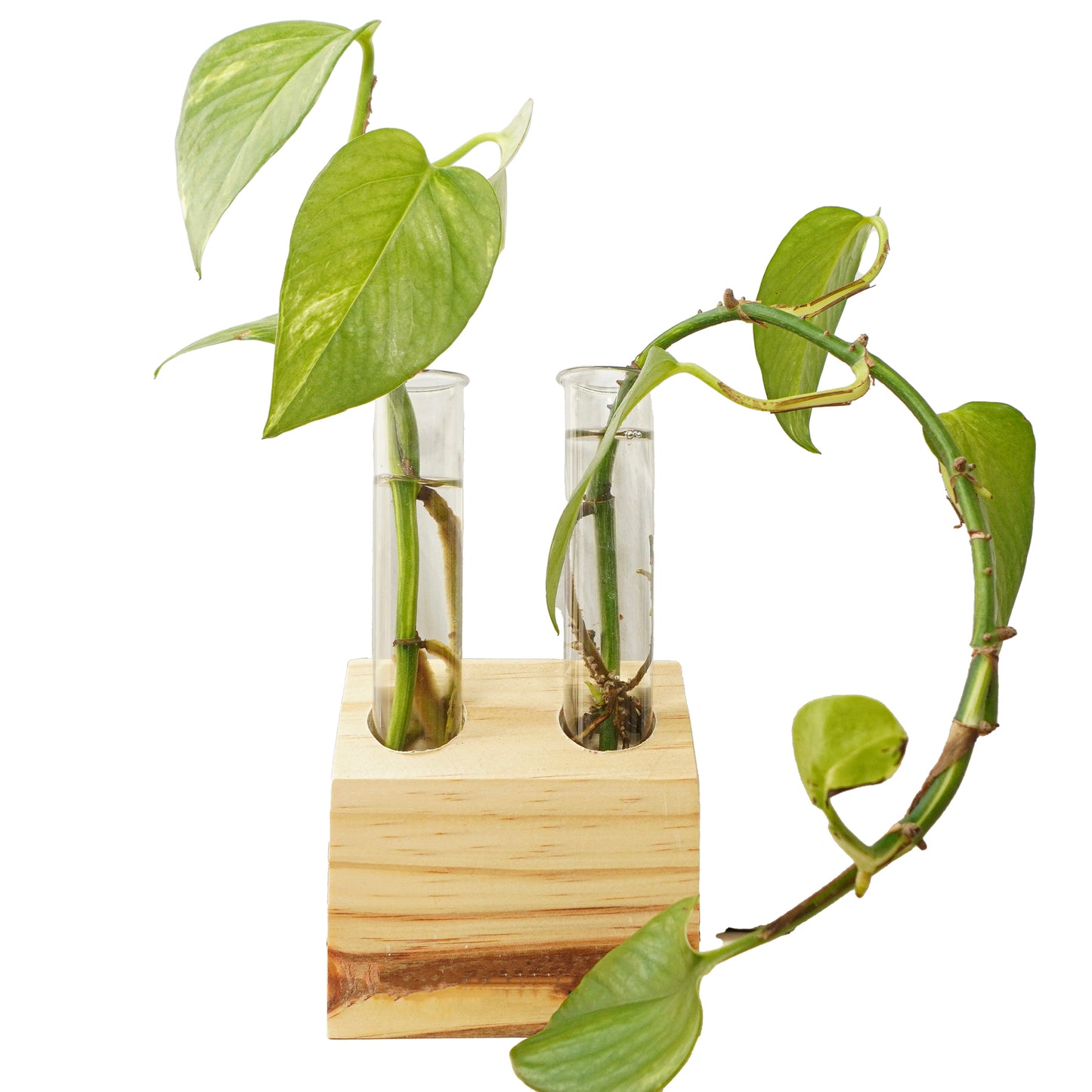 2-Tube Wooden Propagation Station – Minimalist Plant Cutting Holder