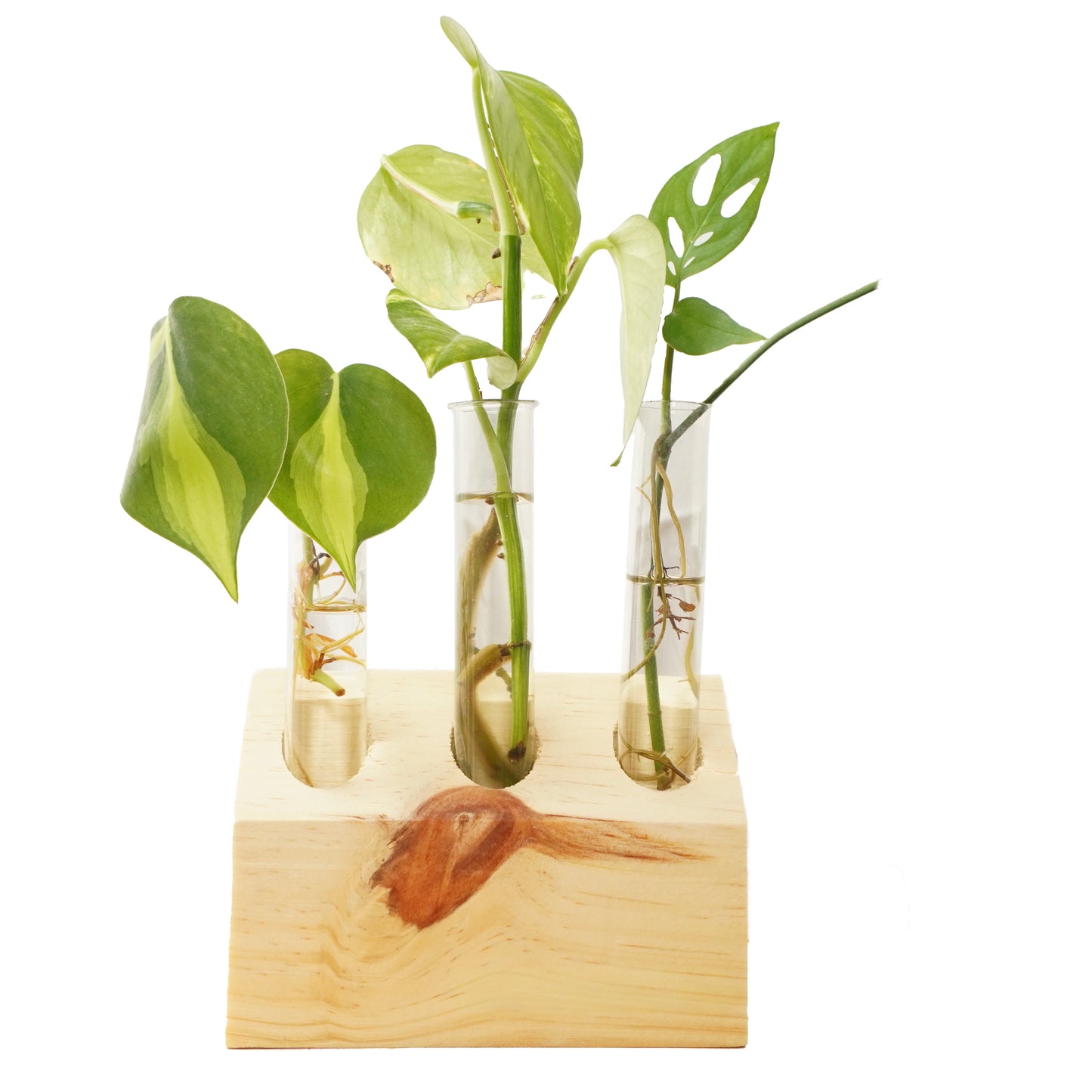 3-Tube slanted Wooden Plant Propagation Station – Modern Minimalist Decor