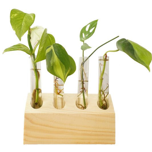4-Tube Slanted Wooden Propagation Station – Natural Plant Cutting Holder