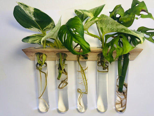 Wall-mounted 3-tube propagation station displaying trailing plant cuttings in clear glass tubes