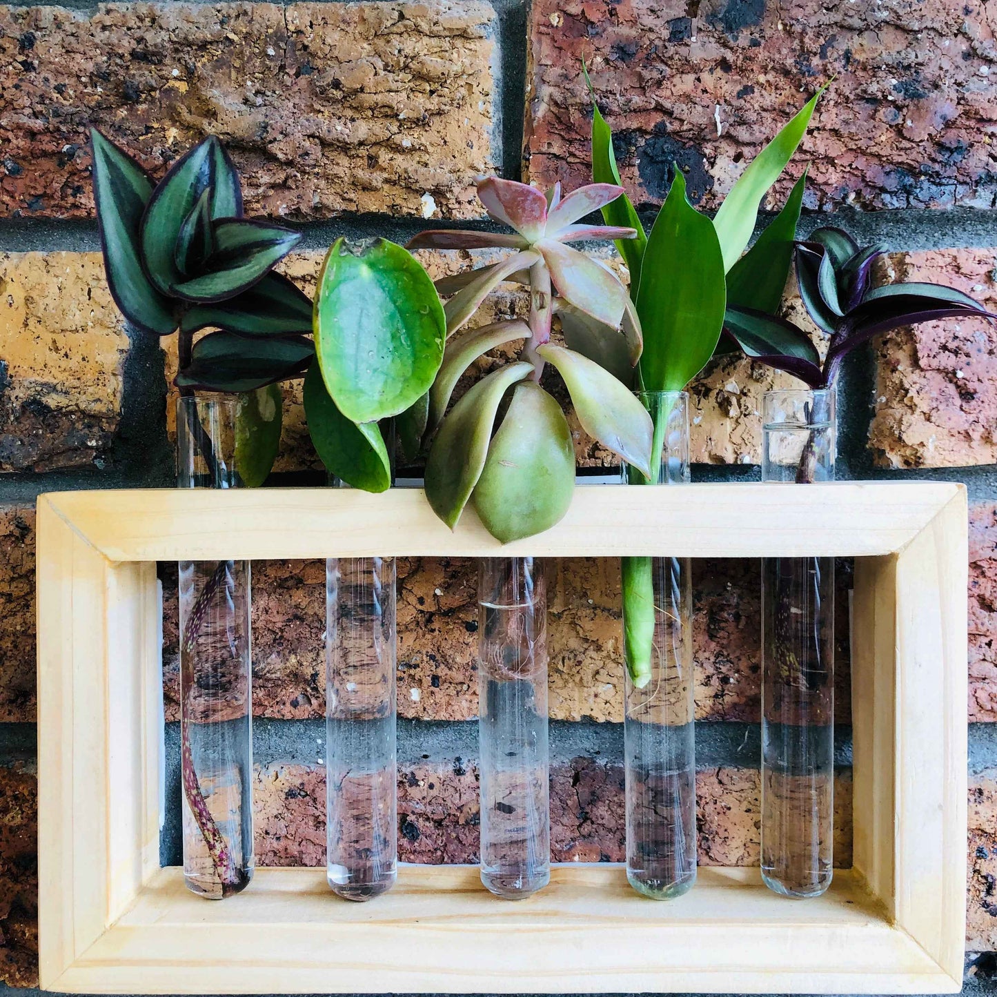 Plant Propagation Station - 5 Tubes